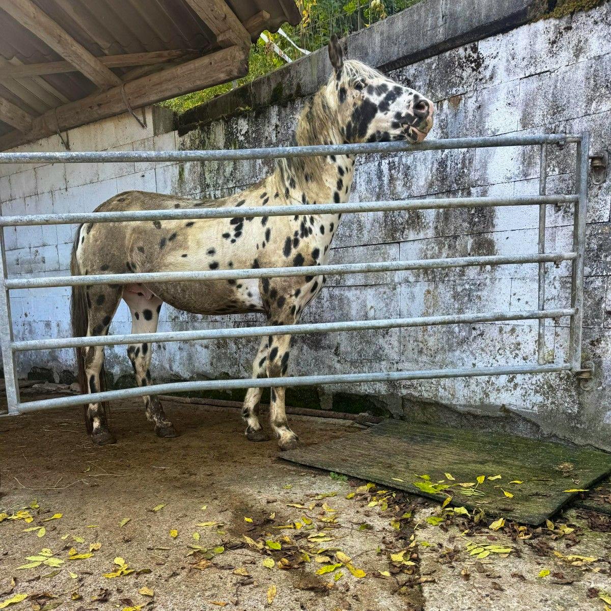 Un cheval crème tacheté de noir tend le museau derrière une barrière métallique