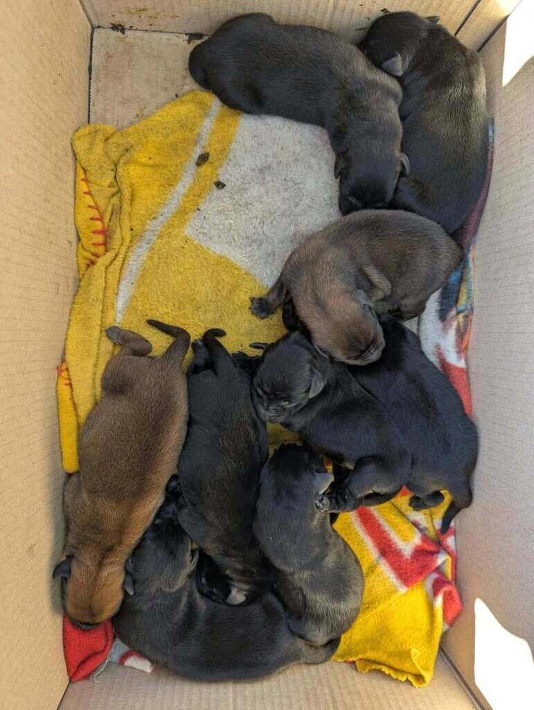 Des chiots trouvés dans un carton