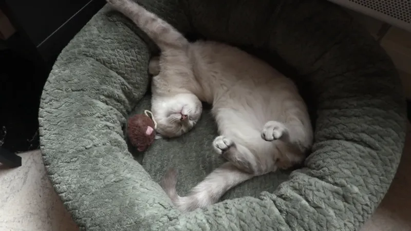 Une chatte au pelage clair endormie dans un coussin rond vert