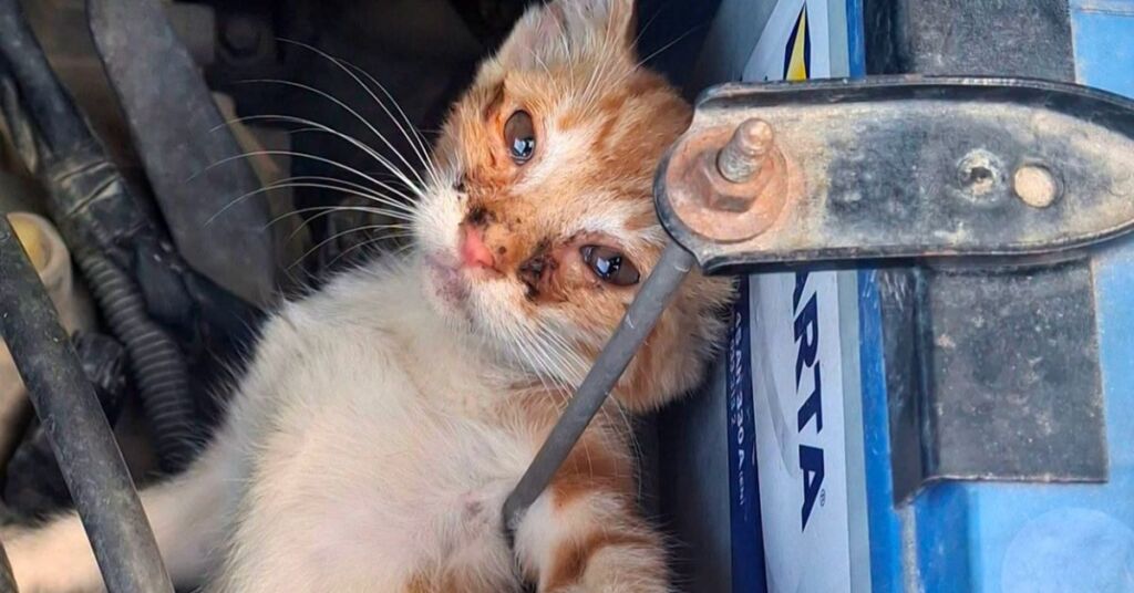 Le chaton coincé dans le compartiment moteur de la voiture