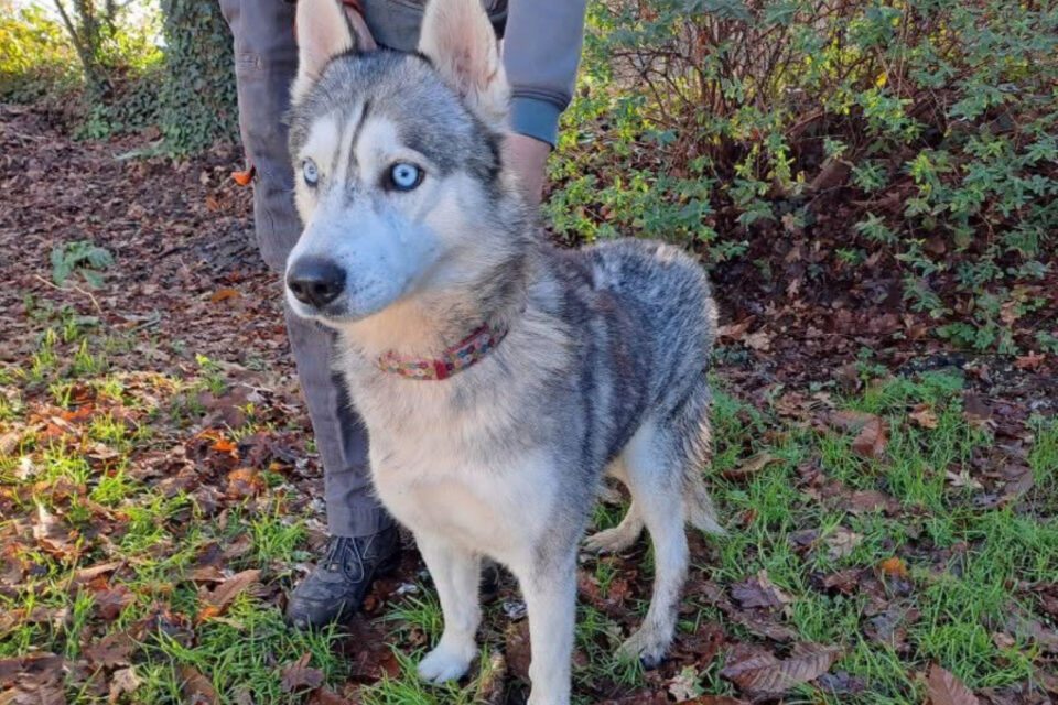 Oslo, Husky à adopter à la SPA d'Inzinzac-Lochrist, debout dans l'herbe