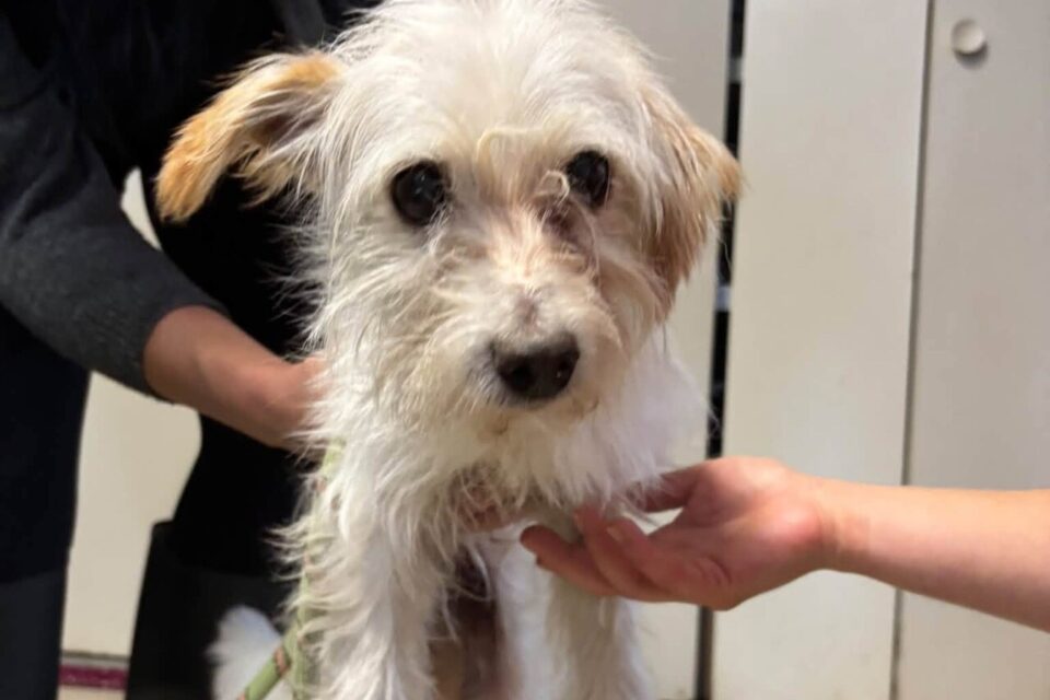 Hope, la chienne recueillie par le refuge Arpan de Narbonne après son abandon dans un conteneur