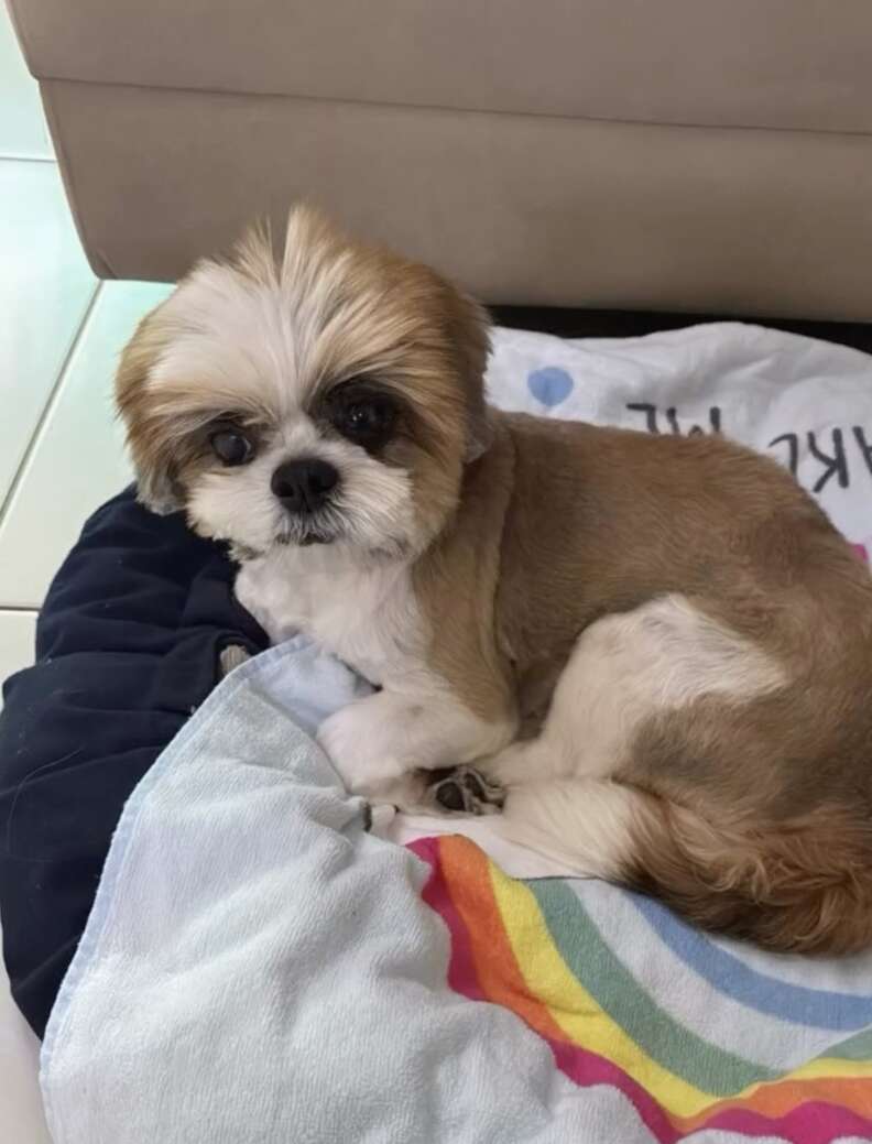 Jasmin, toilettée, couchée sur un coussin bleu marine et une serviette colorée