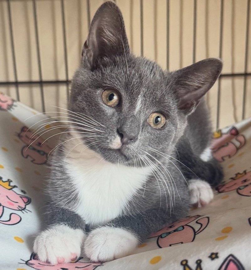 Jitsu, chaton gris et blanc, couché sur une couverture à motifs de chats
