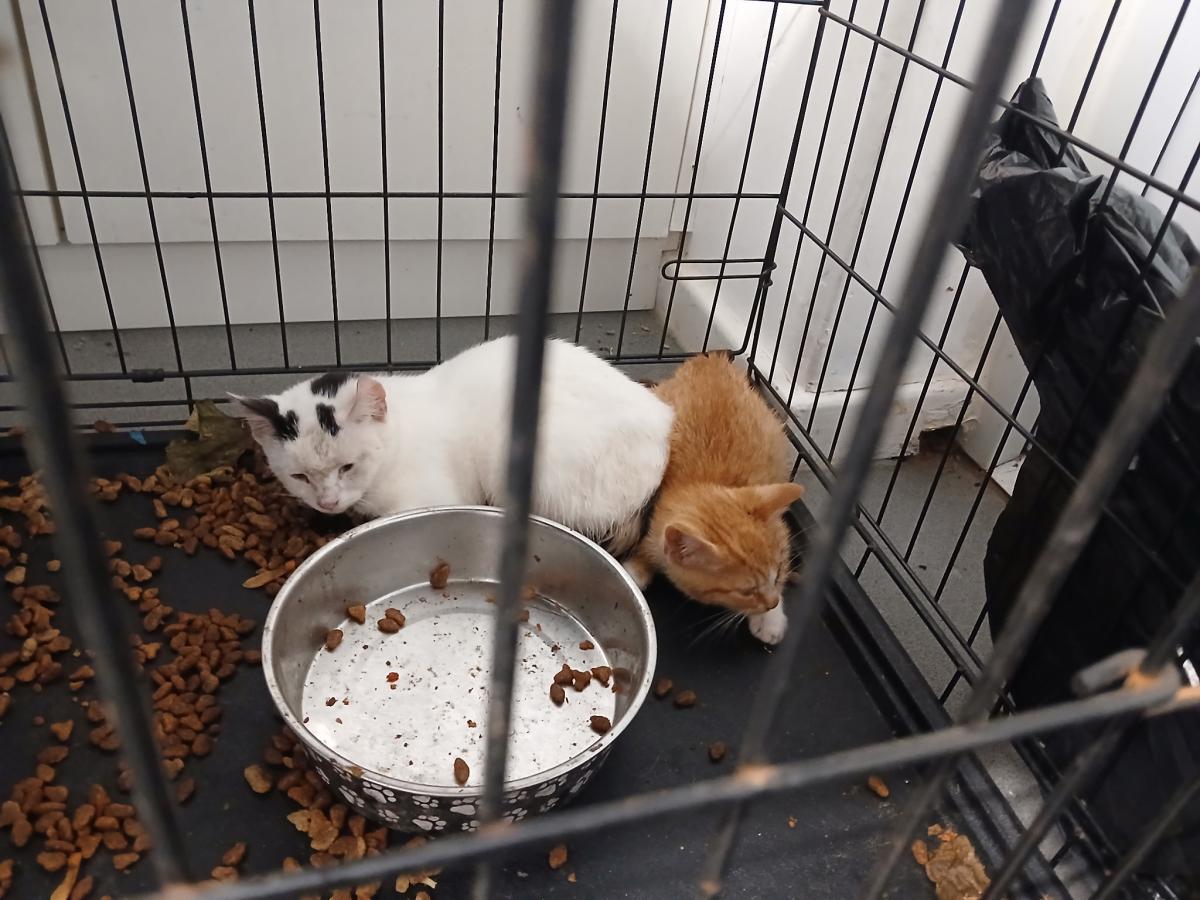 Un chaton roux et un chaton blanc et noir près d'une gamelle