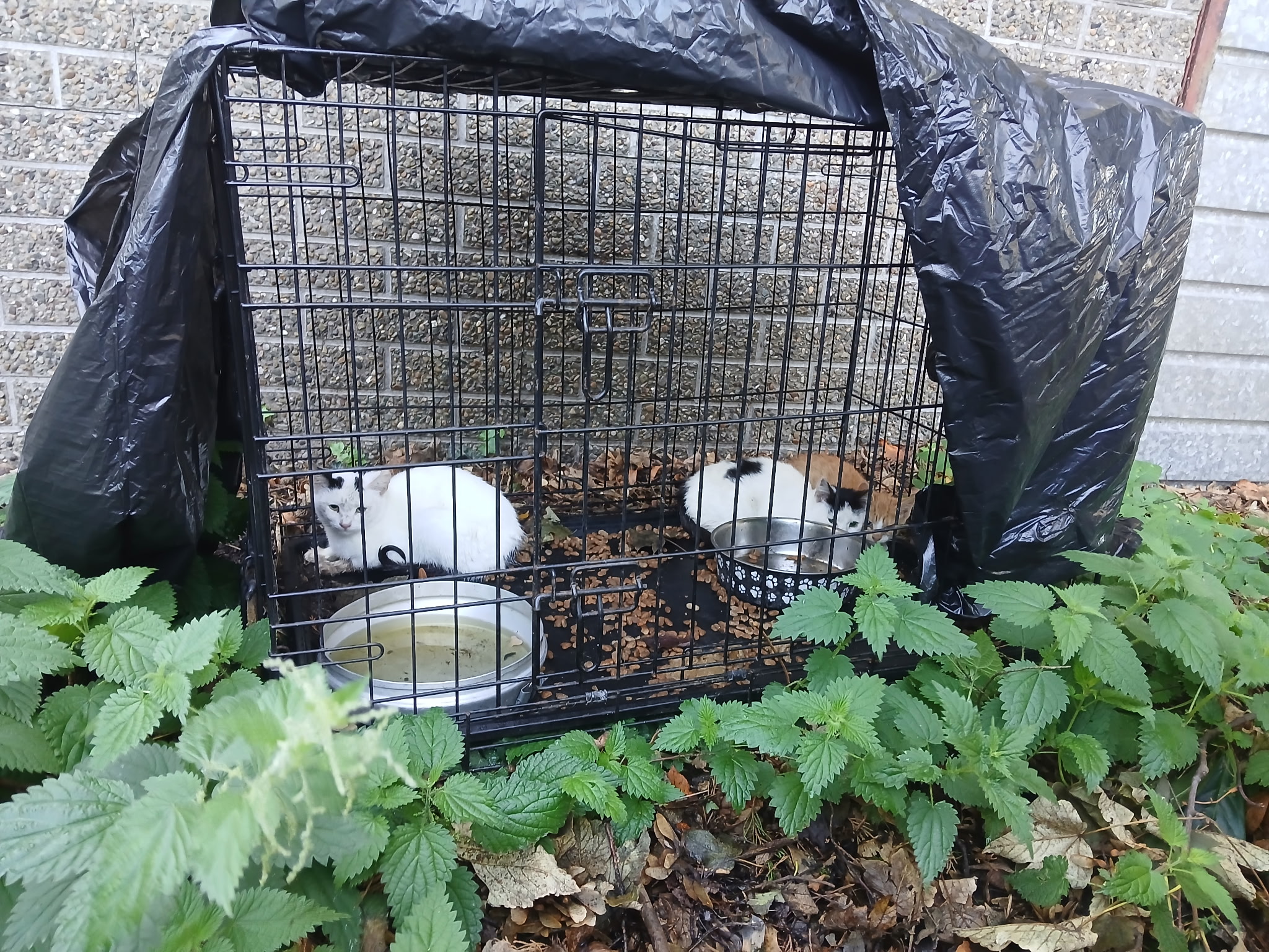 Deux chatons tachetés dans une cage grillagée noire, contre un mur