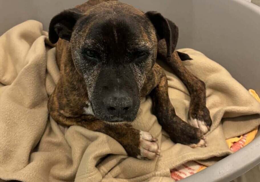 Zeus, chien bringé au museau grisonnant, couché dans un panier garni de couvertures