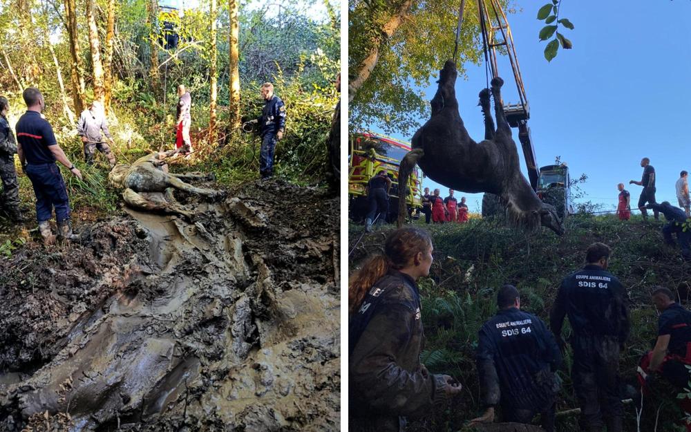 Le Percheron sédaté puis levé par les pattes par les pompiers du SDIS 64