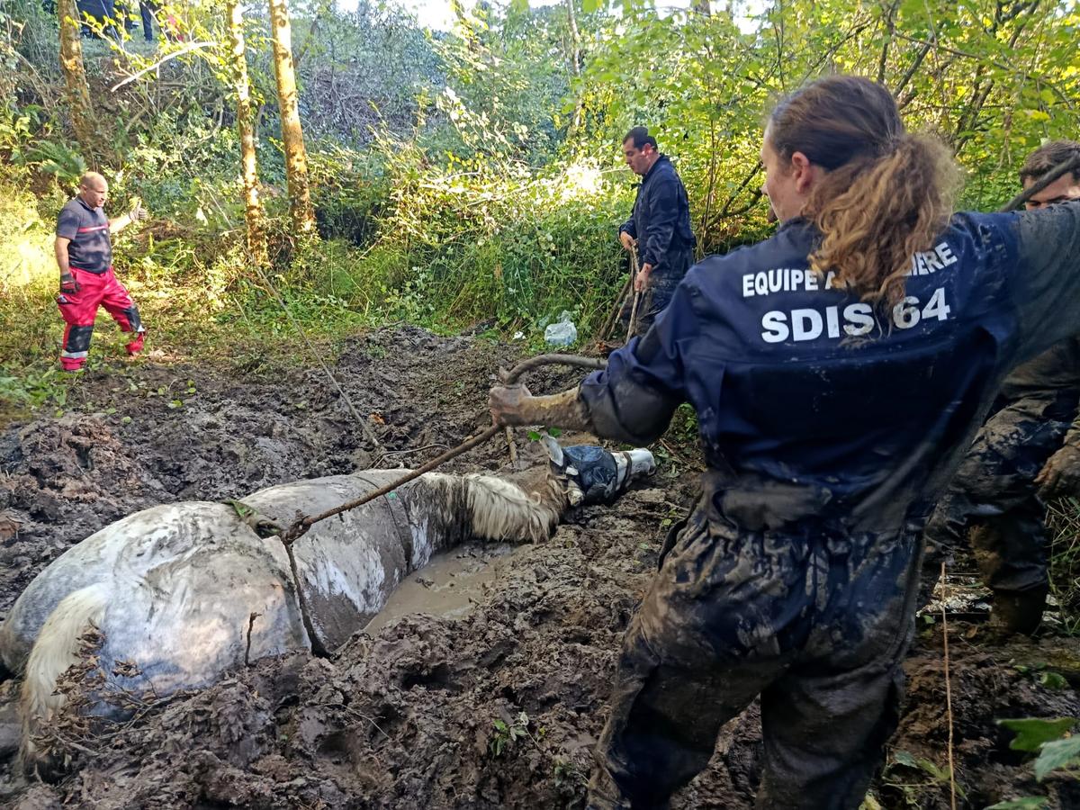 Le cheval de trait piégé dans la boue, au bord de la Mielle, entouré des pompiers