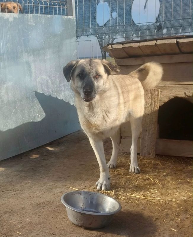 Illustration de l'article : Amput&eacute; d'une patte apr&egrave;s une attaque de chiens, Frankie attend une famille depuis la Roumanie