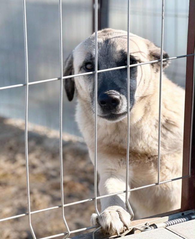 Illustration de l'article : Amput&eacute; d'une patte apr&egrave;s une attaque de chiens, Frankie attend une famille depuis la Roumanie