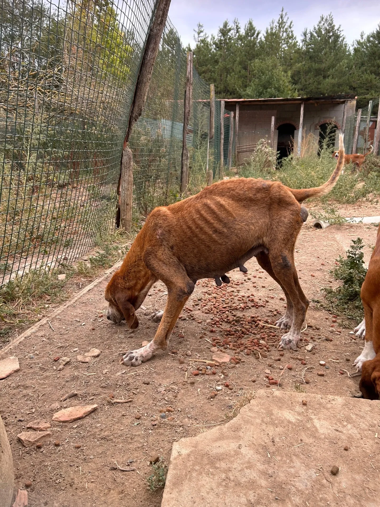 Une chienne rousse aux côtes saillantes renifle des croquettes au sol dans un enclos grillagé