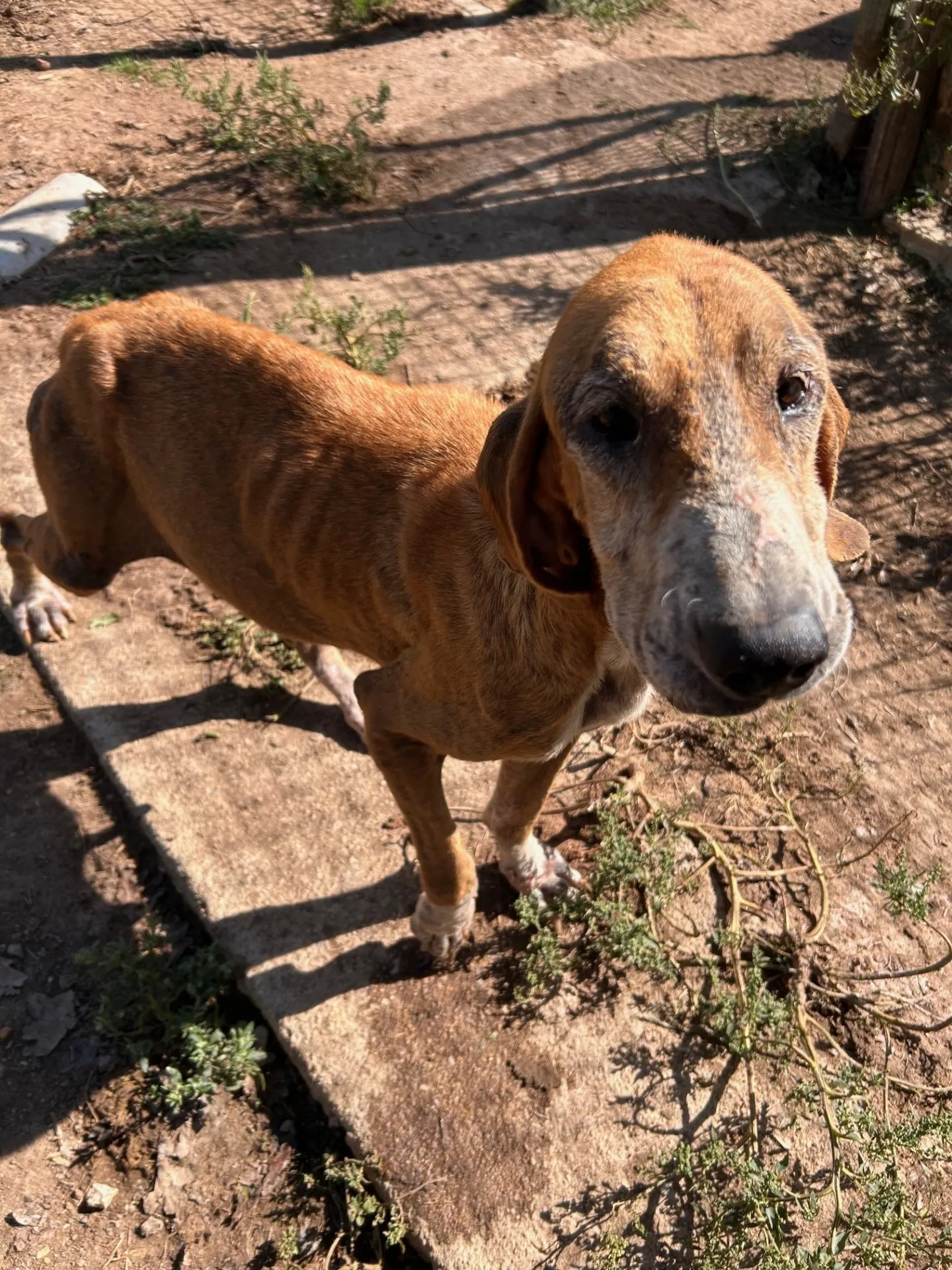 Un chien roux très maigre lève la tête, debout sur une dalle dans un enclos de terre