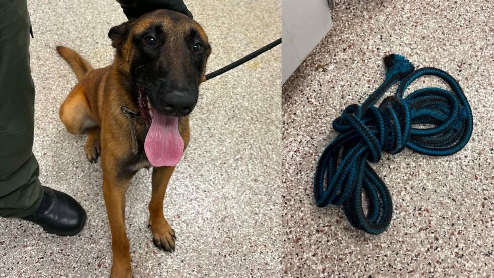 Montage de deux images : le chien assis près d'un agent, et la corde enroulée au sol