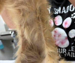 Le pelage roux clair de la chatte, marqué d'une zone plus sombre, à son arrivée au refuge