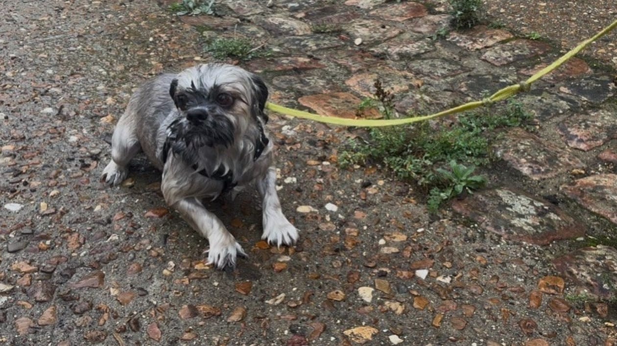 Le petit chien au poil gris et blanc, mouillé, accroupi sur un sol pavé et tenu en laisse