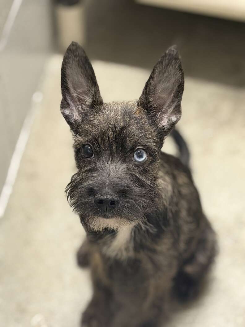 Un chiot au pelage clair et aux oreilles démesurées tenu dans les bras