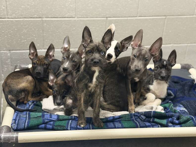 Deux chiots aux grandes oreilles dressées regardant l'objectif