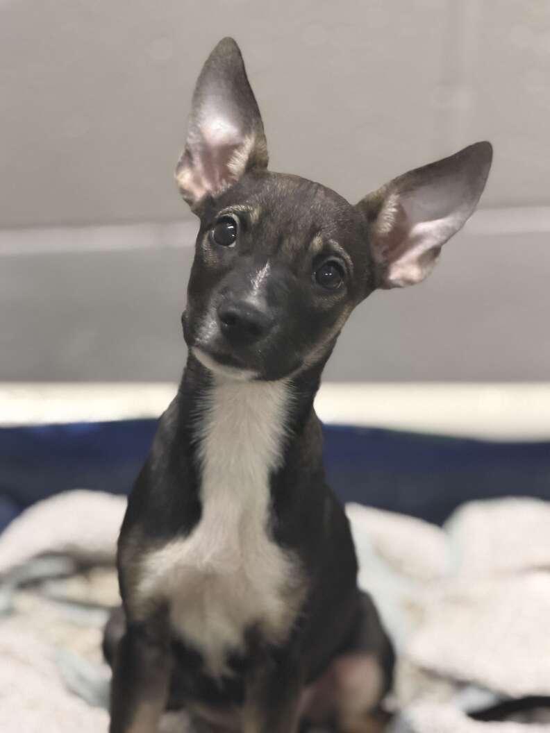 Un chiot à la moustache et aux sourcils touffus assis au refuge