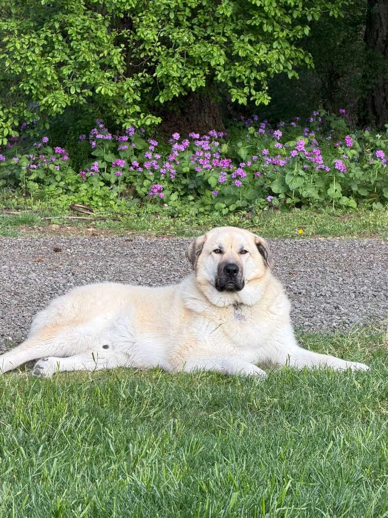 Bear couché dans l'herbe, fixant l'objectif