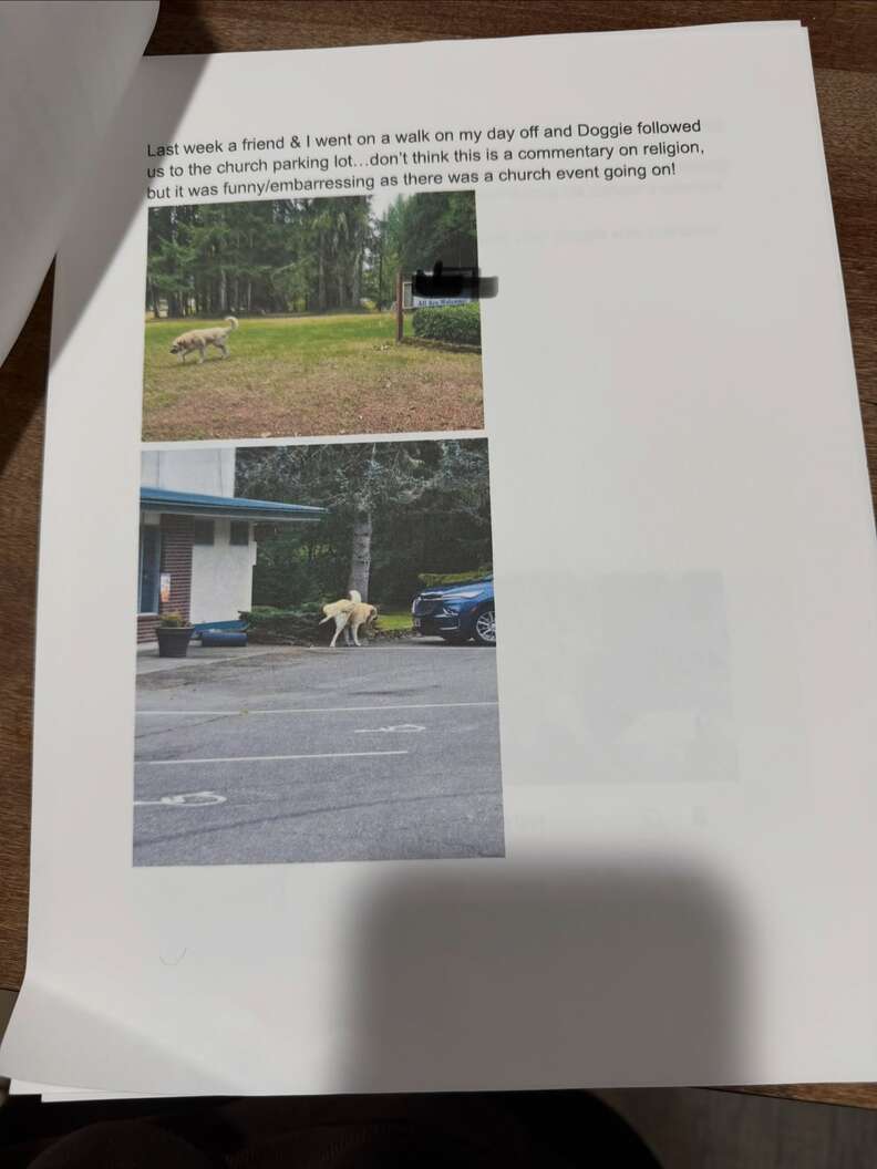 Bear sur une pelouse, puis sur un parking devant un bâtiment