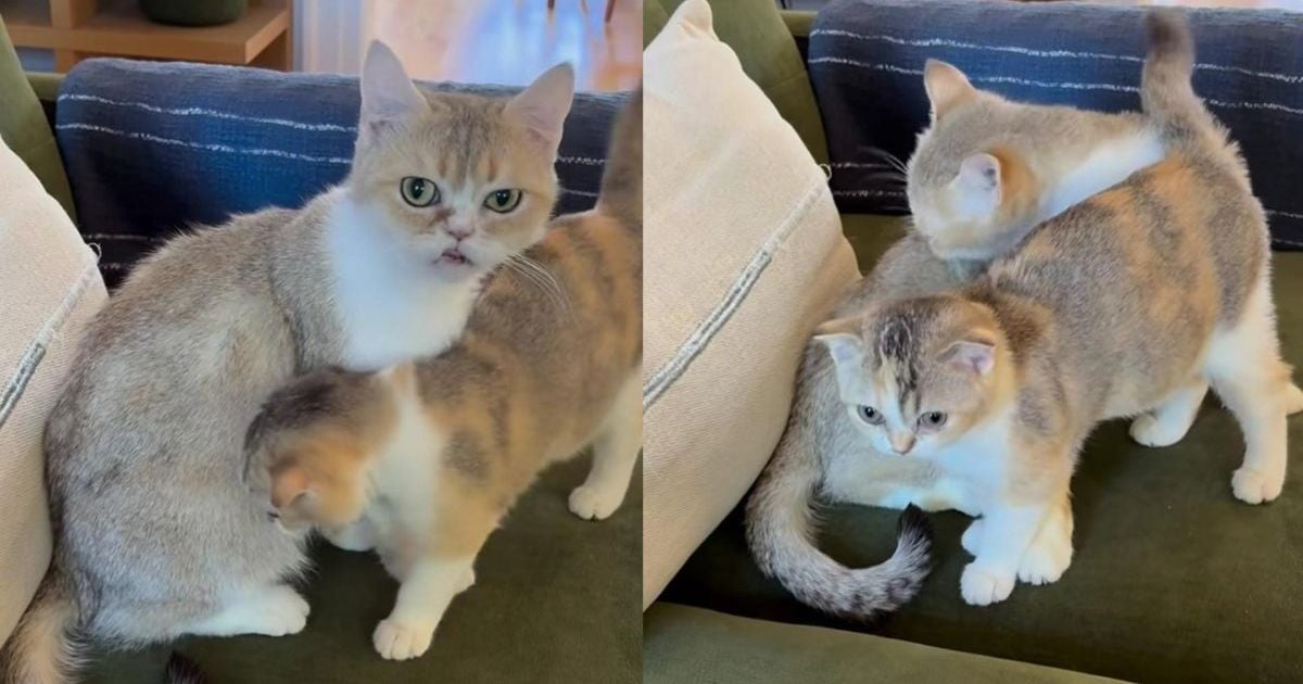 Belinda et sa fille Pellene, deux chattes à l'adoption en duo