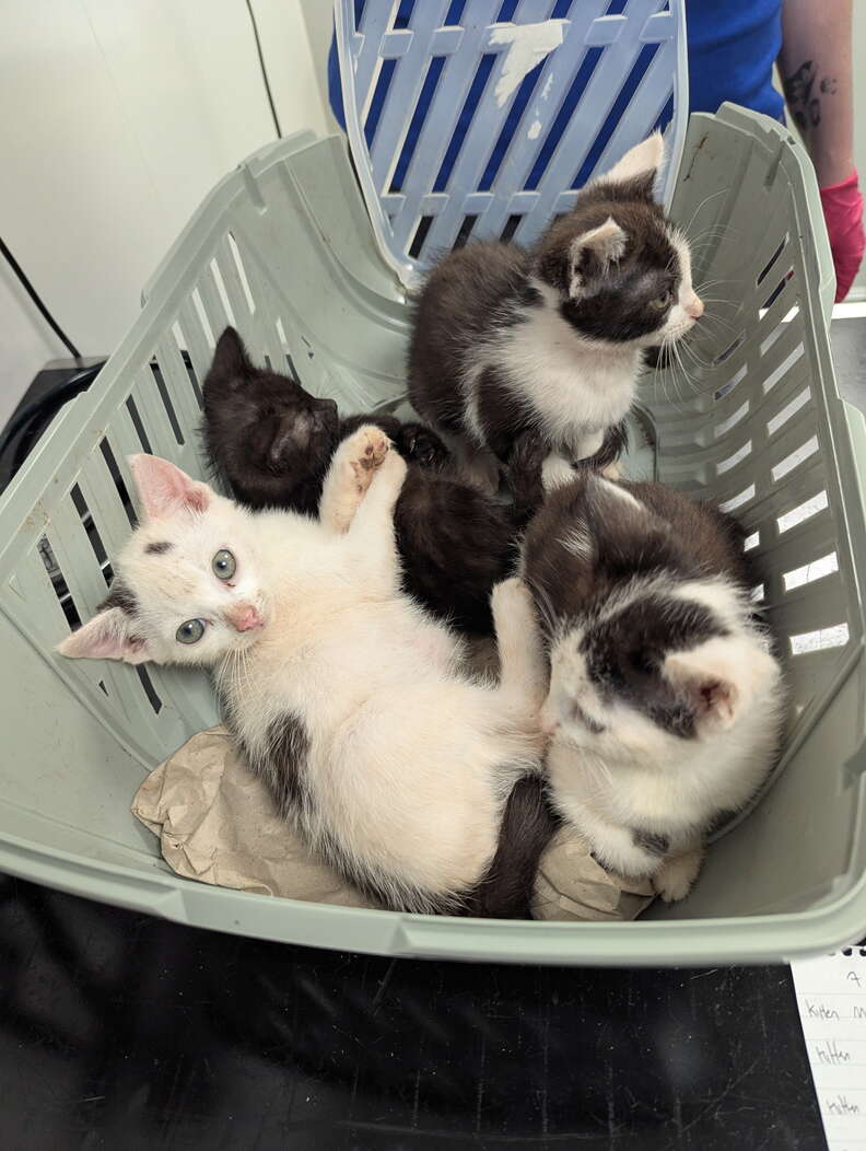 Quatre chatons, noir et blanc, noir et blanc tacheté de gris, blottis dans une caisse de transport vert pâle