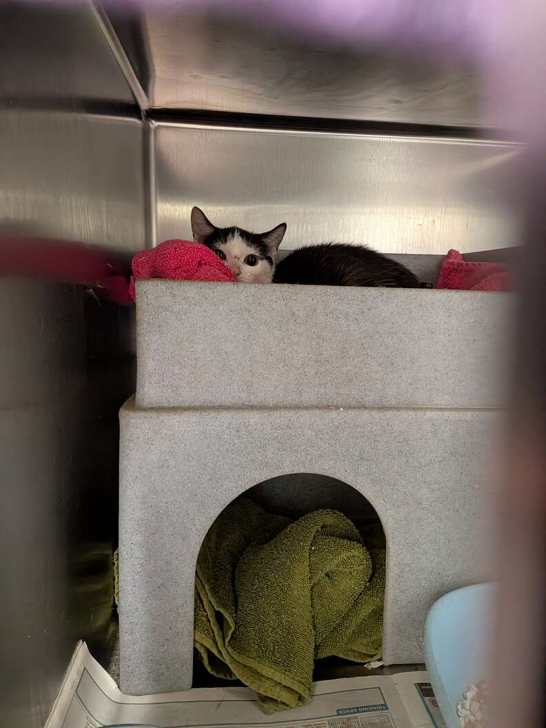 Un chat noir et blanc allongé sur un abri gris, la tête posée sur une serviette rose
