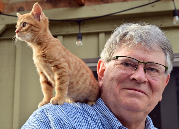 Un chaton tigré roux perché sur l'épaule d'un homme à lunettes
