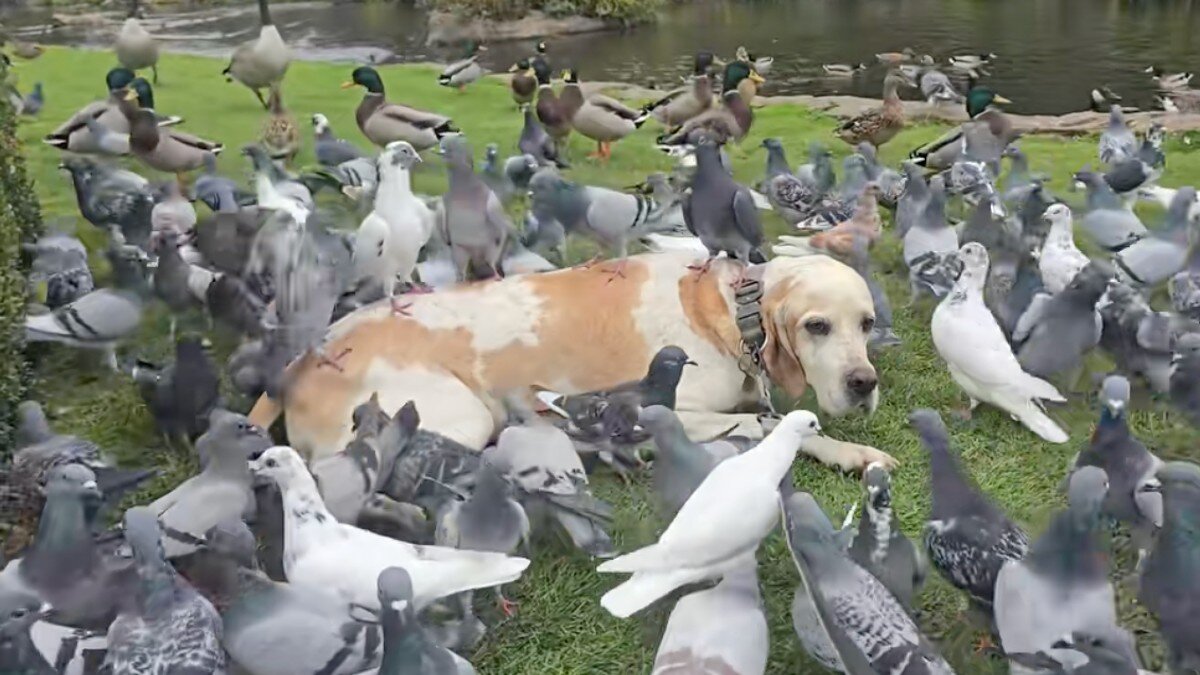 Watson couché dans l'herbe, entouré de pigeons