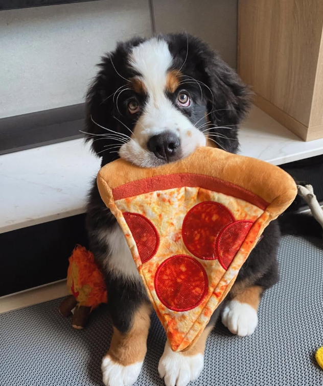 Un chien de la galerie Cheezburger et son jouet fétiche