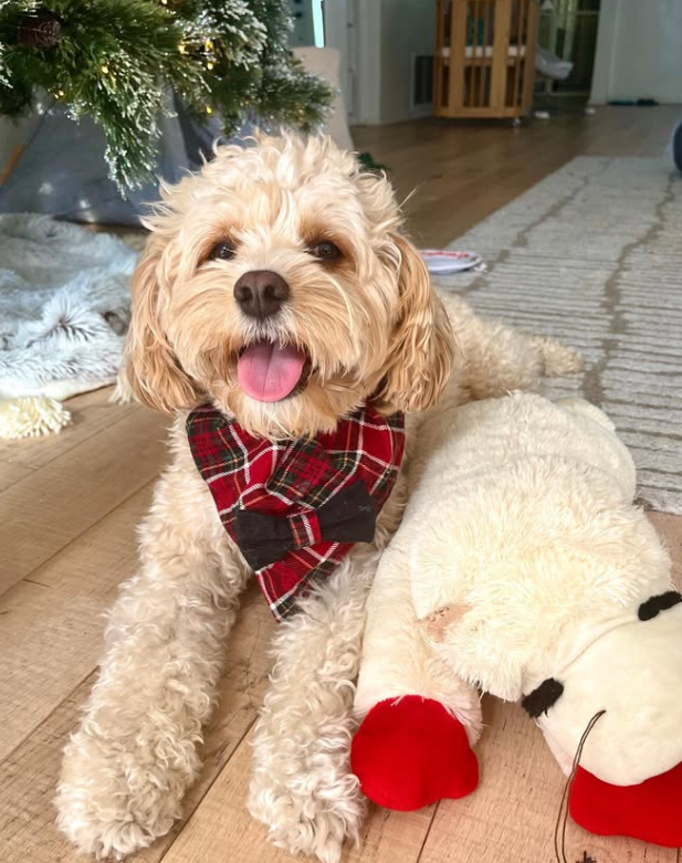 Un chien de la galerie Cheezburger avec son jouet préféré