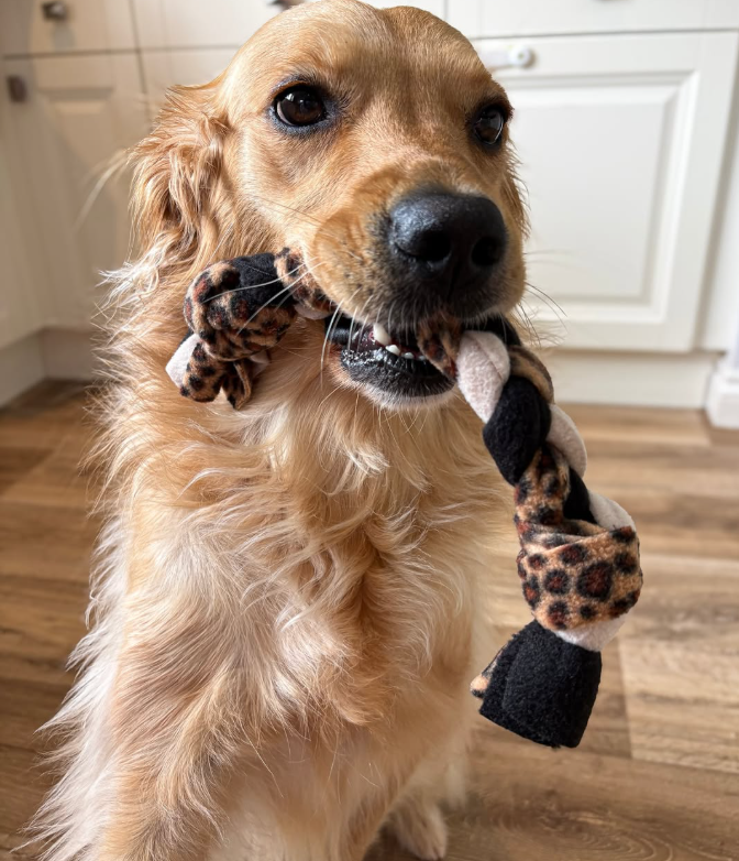 Un chien de la galerie Cheezburger avec son jouet