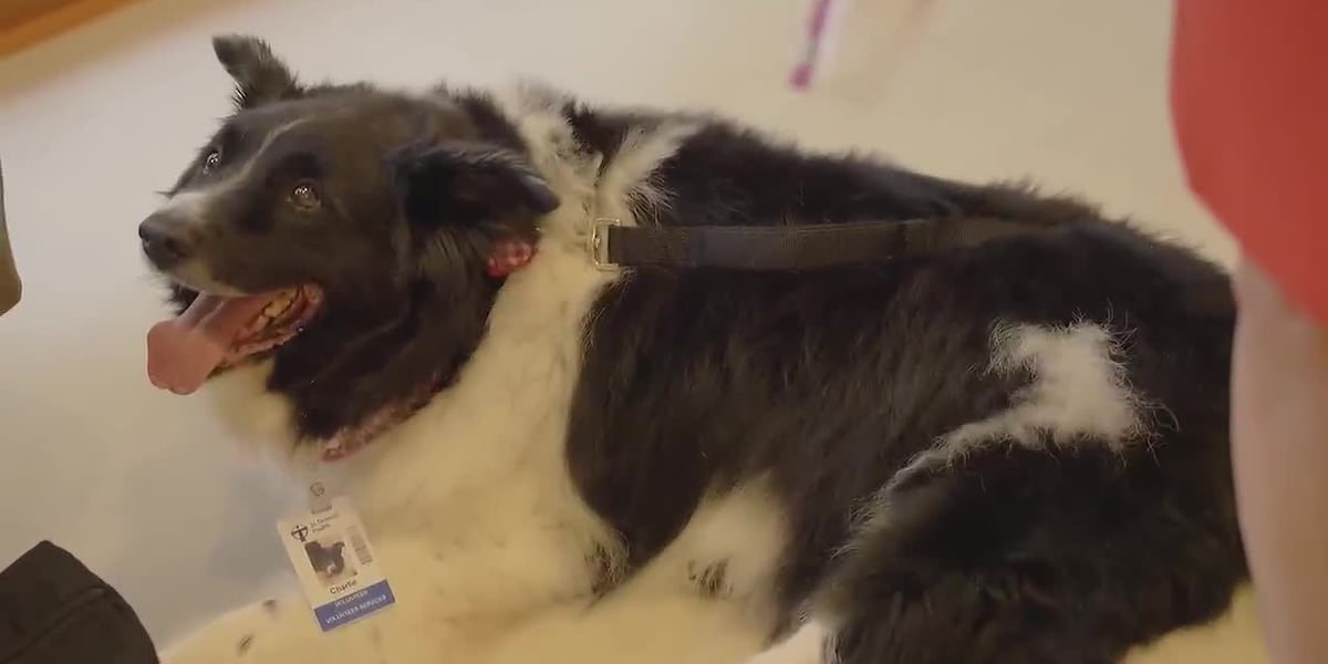 Charlie, Border Collie, allongé au sol, la langue sortie et un badge au cou