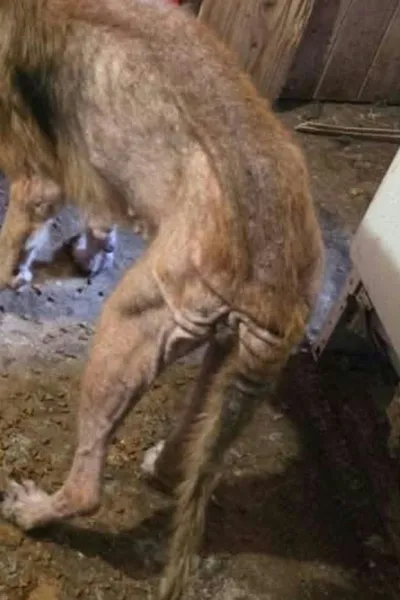 L'un des 5 chiens conduits à la SPA de Nice – Les Papattes villeneuvoises