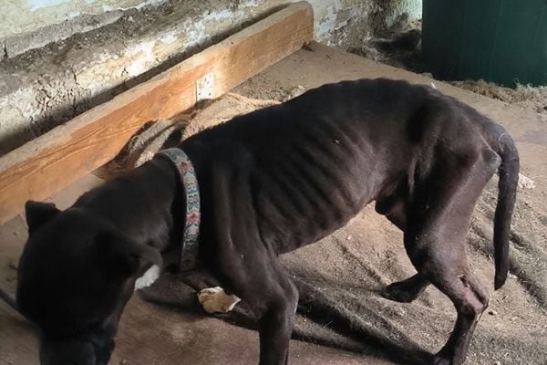 L'intérieur de la maison de Coaraze où les animaux étaient enfermés – Les Papattes villeneuvoises