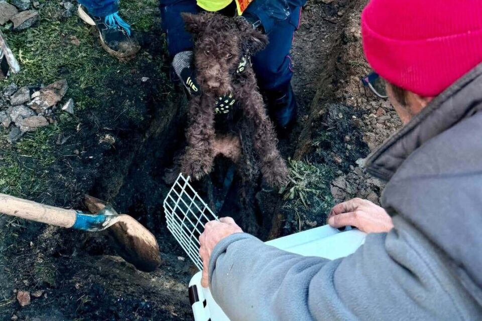 Le chien secouru après 2 jours bloqué dans le réseau d’eau pluviale. © Police rurale Plestin