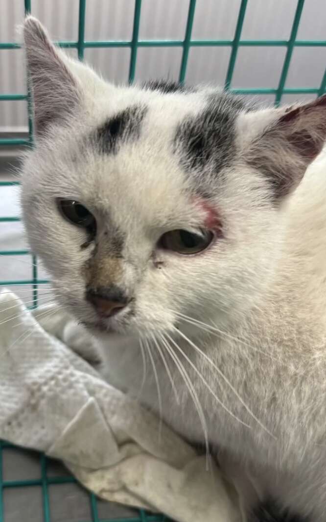 Gros plan sur le visage de la chatte, une rougeur près de l'œil, dans une cage