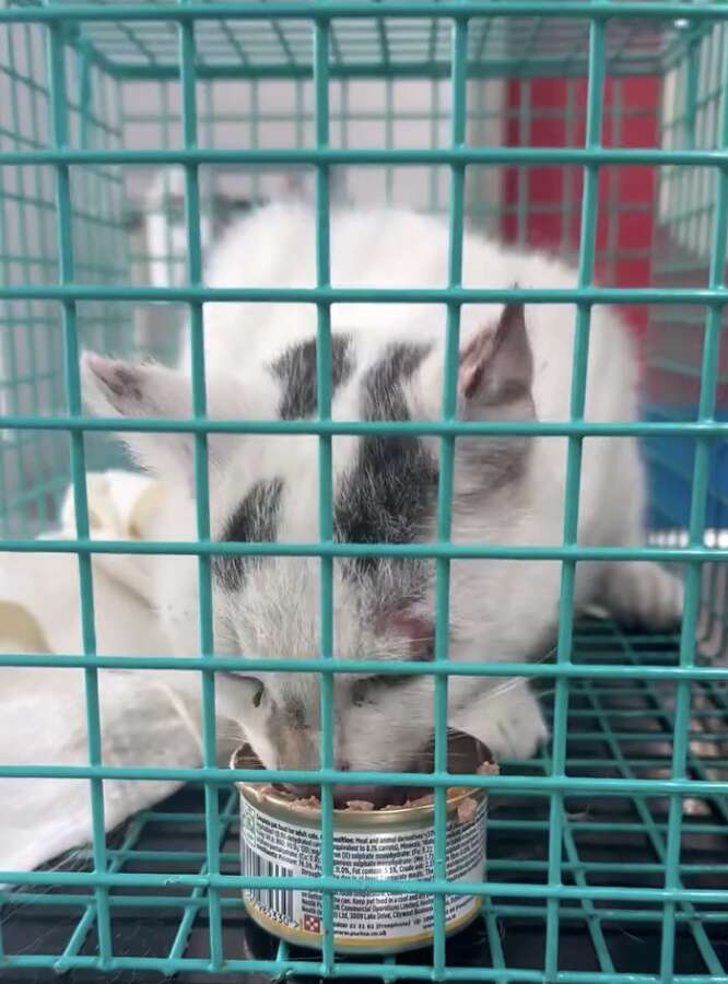 La chatte mange de la pâtée au fond de sa cage