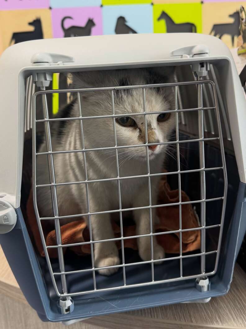 Snowy assise dans une caisse de transport, sur une serviette orange