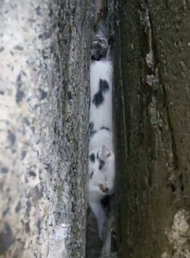 Une chatte blanche coincée tête en bas dans une étroite fente de pierre