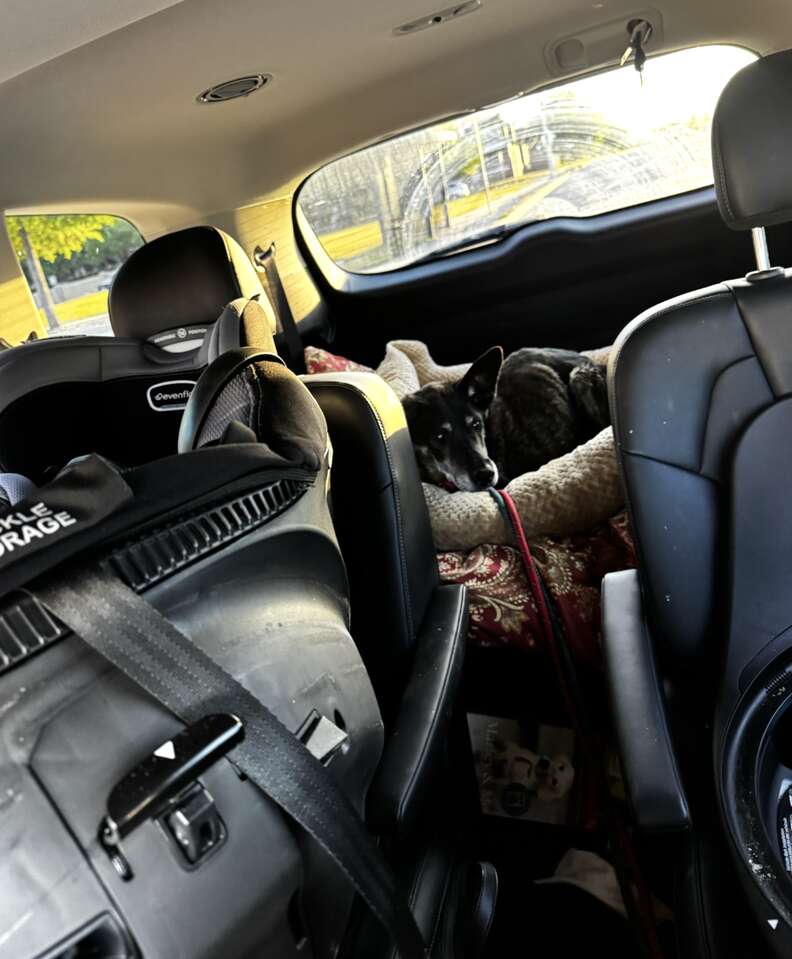 La chienne couchée sur un coussin à l'arrière d'une voiture, la tête levée