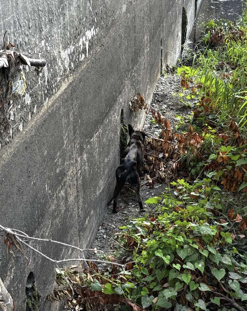 Le chien noir amaigri, de dos, au pied du haut mur de béton