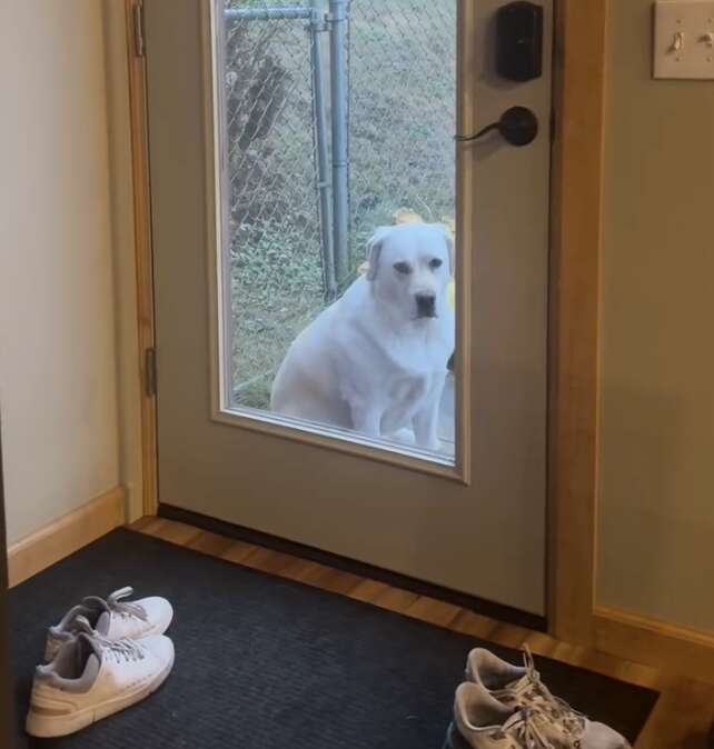 Pearl, la chienne Labrador jaune de l'hôte, sur la propriété