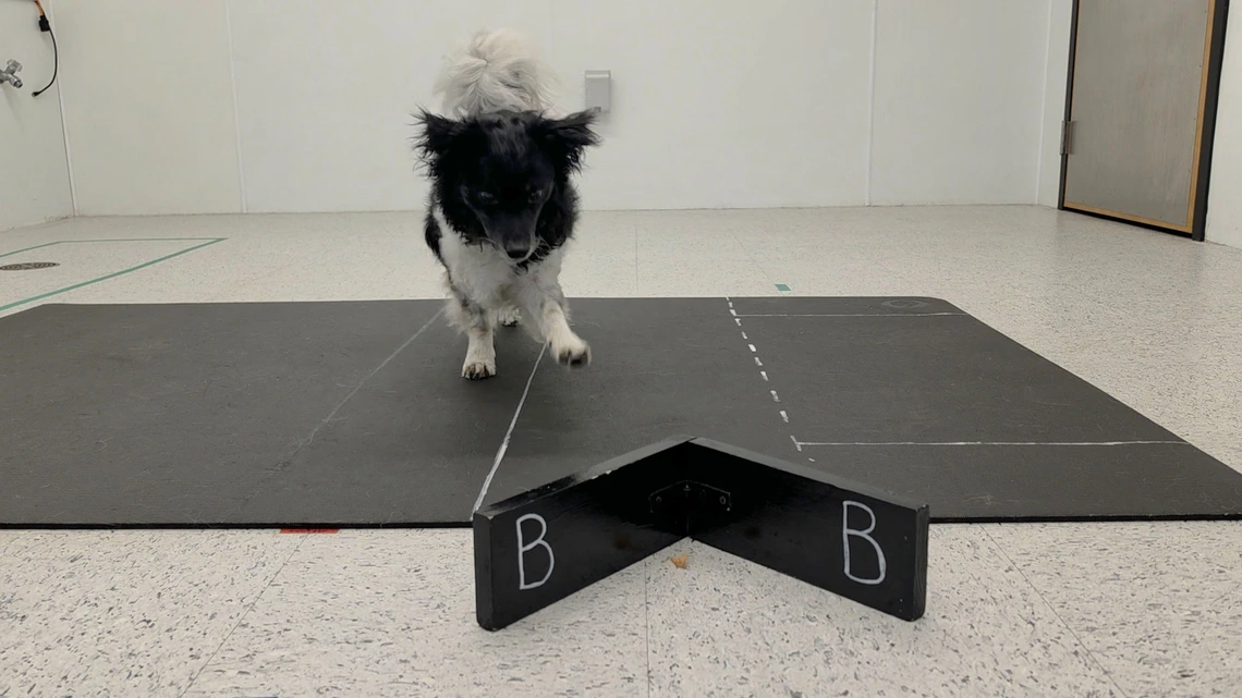 Un chien à poil long cherche une friandise au pied d'une barrière marquée d'un B