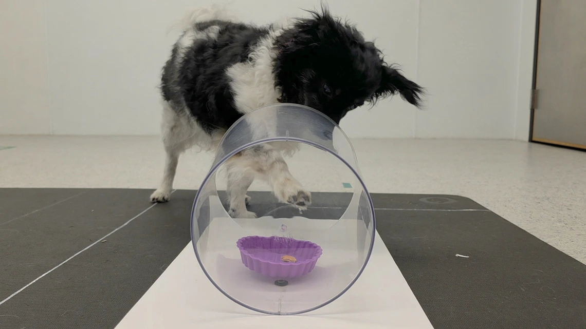 Un petit chien noir et blanc penché sur un tube transparent, près d'une friandise