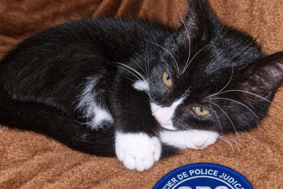 Chaton couché en boule sur une couverture marron, la tête posée sur ses pattes