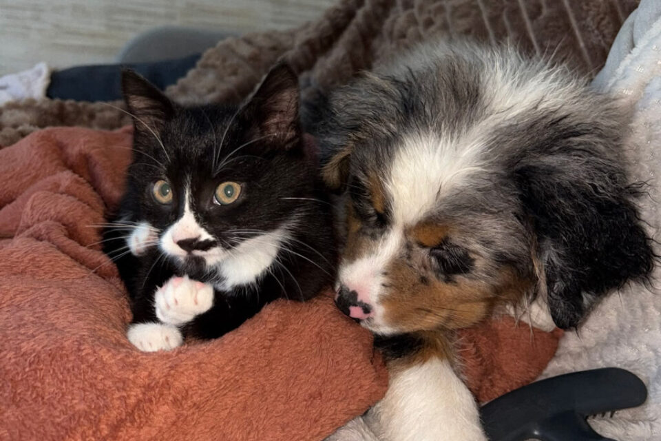 Berny, une patte levée, installé contre un chiot au poil long gris, blanc et feu