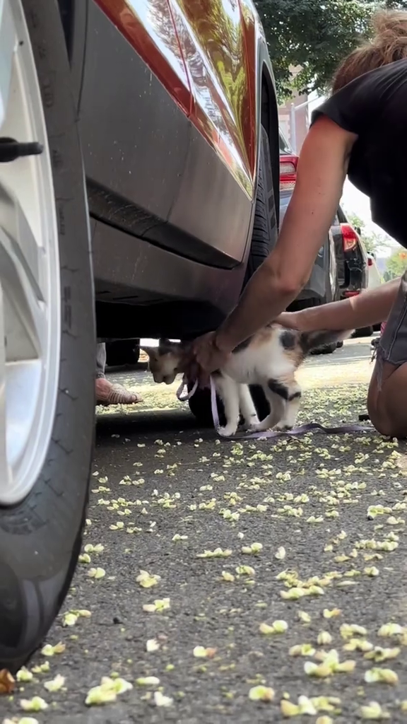 Le chaton de l'association, tenu en laisse, sort de sous la voiture