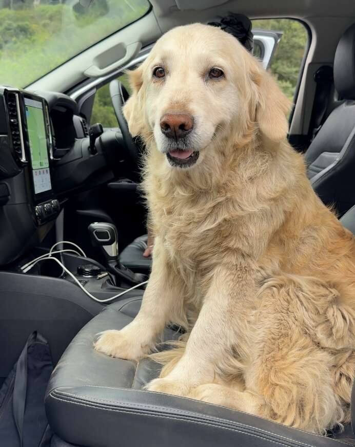 La chienne au long poil doré assise sur le siège en cuir d'une voiture